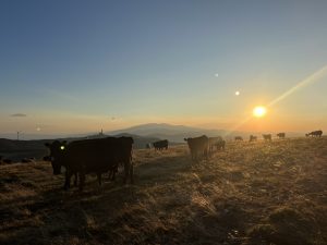 инж. Даниел Панов, председател на УС на НСОРБ и кмет на Велико Търново: Единството на местните власти дава сила да говорят убедително и последователно, когато става дума за защита на принципите на местното самоуправление