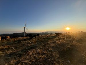 Изпълнителна агенция по горите | Новини