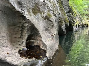 Изпълнителна агенция по горите | Новини