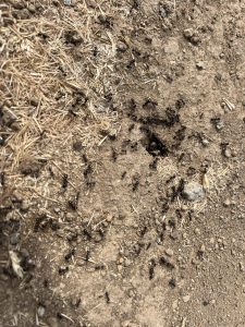 Изпълнителна агенция по горите | Новини