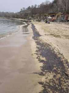 Изпълнителна агенция по горите | Новини