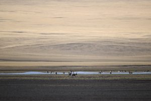 Чудният Синдзян и пазителите на девствената пустиня