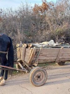 Изпълнителна агенция по горите | Новини