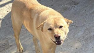 Международната конференция Invest Zambia, 15 – 17 юли в гр. Лусака, Замбия