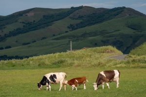 Иновативен силаж е тласък на животновъдния бизнес