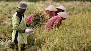 Защо скокът в цените на торовете може да повиши политическото влияние на Китай