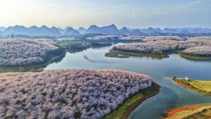 Черешовите цветове в Гуейджоу привличат все повече международни посетители