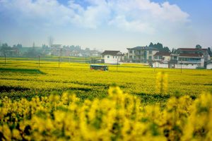 Фестивалът на цветята от рапица Hanzhong се открива с 251-километров туристически коридор