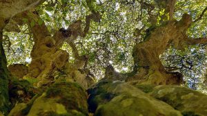 Изпълнителна агенция по горите | Новини