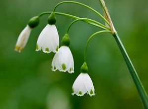 Министър Юлиян Попов издаде заповеди за обявяване на четири нови защитени територии
